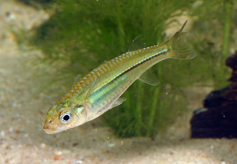 Mariana\'s Hardyhead