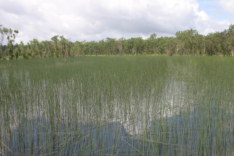 Lepironia articulata