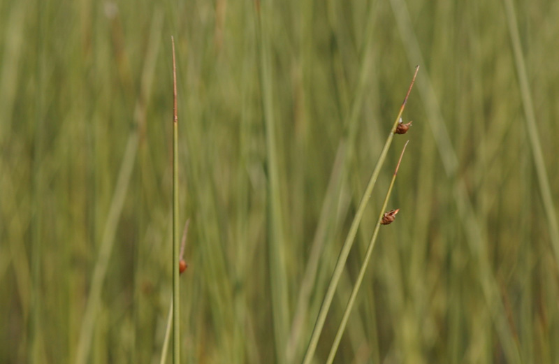 Lepironia articulata