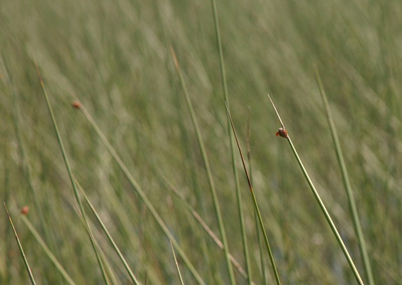 Lepironia articulata