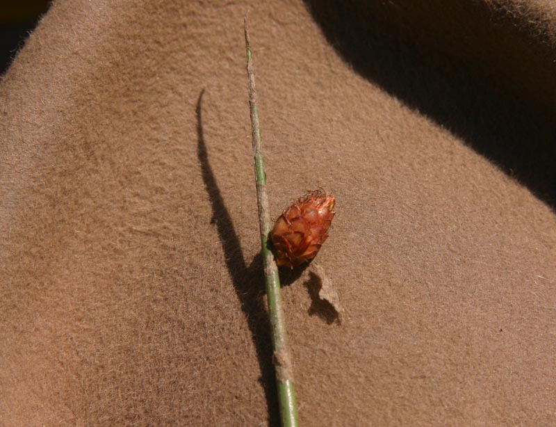 Lepironia articulata