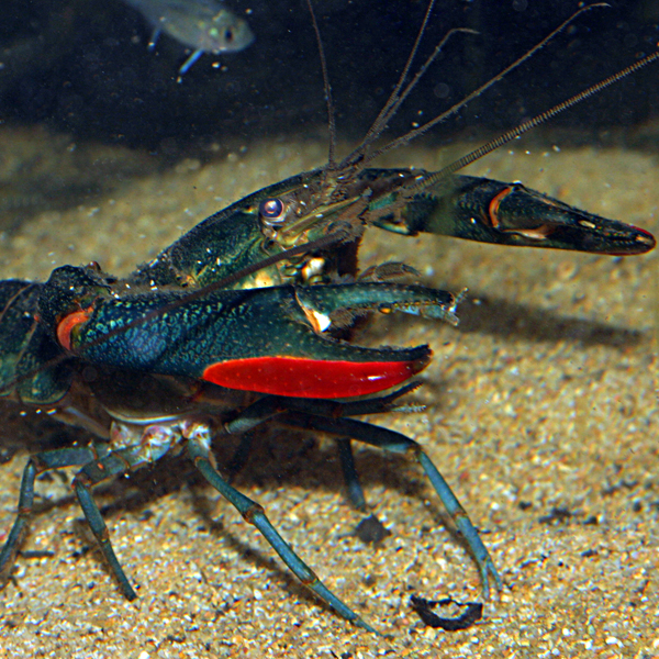 Red-claw Crayfish, Cherax quadricarinatus. Originating from northern Queensland and the Northern Territory, Red-claws are often farmed because of their fast growth and reproduction rates. This also allows them to become an invasive species in some areas. Photo: AquaGreen