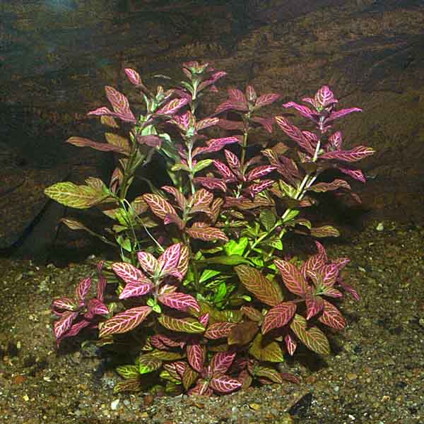 Hygro Plant