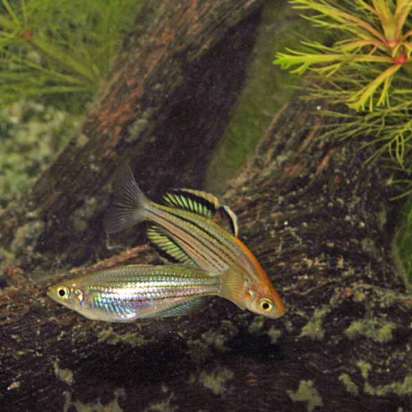 Cairns Rainbowfish